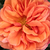 Narančasta - Patuljasta ruža  - Jaipur™